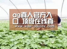 种植基地三